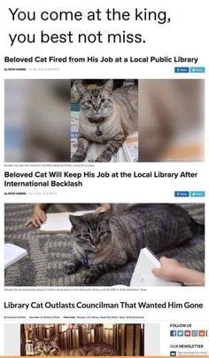 Miette Cat, Chaotic Neutral, Funny Animal Memes, Animal Jokes, On The Floor, Cute Little Animals, 귀여운 동물, Animal Memes, Cute Funny Animals