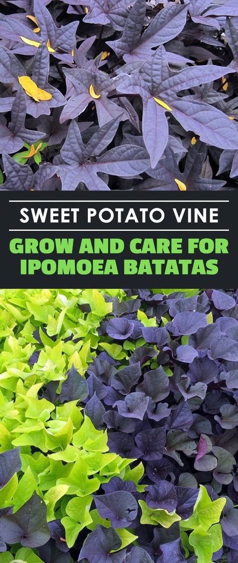 Learn all about the sweet potato vine… the ornamental sweet potato vine, that is! It's a wonderful houseplant and ground cover, so learn to grow it here. Sweet Potato Vine Planter, Sweet Potato Plant Vine, Potato Vine Planters, Container Potatoes, Sweet Potato Plant, Growing Sweet Potatoes, Sweet Potato Vine, Potato Vines, Garden Vines