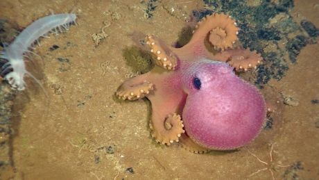 Deep sea robots livestream ocean floor landscapes, creatures Dumbo Octopus, Cute Octopus, Deep Sea Creatures, Beautiful Sea Creatures, Aquatic Animals, Pretty Animals, Ocean Creatures, Marine Animals, Ocean Animals