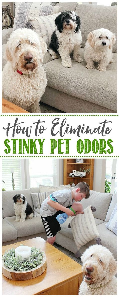 Dog Odor Eliminator Diy, Odor Eliminator Diy, Shitzu Poodle, Pet Odor Remover, Pet Odor Eliminator, Pet Smell, House Organization, Cleaning Advice, Donna Dewberry