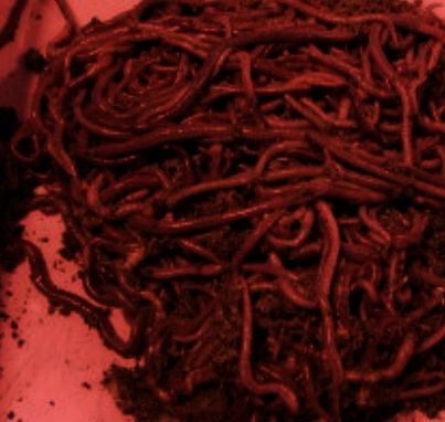 Cannibalismcore Art, Canibleism Core, Maggots Aesthetic, Fleshcore Aesthetic, Canabalism Art, Blood Astethic, Cannibalcore Aesthetic, Meat Art, Red Worms