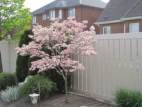 Image Gallery satomi dogwood Ornamental Trees Landscaping, Kousa Dogwood, Cornus Kousa, Trees For Front Yard, Specimen Trees, Dogwood Trees, Front Landscaping, Have Inspiration, Front Yard Landscaping Design