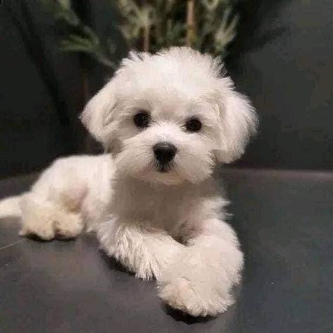 Maltese Dogs Grooming, White Fluffy Puppies, Cute White Puppies, Pets Grooming, Puppy Pics, Cutest Puppy, Tiny Puppies, Very Cute Dogs, White Puppies