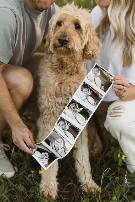 baby announcement with goldendoodle Baby Announcement Photoshoot Summer, Announcement Baby Birth, Annoucment Pictures Aesthetic, No Face Baby Announcement, Twin Pregnancy Announcement Photoshoot, Pregnancy Announcement With Flowers, Picnic Baby Announcement, Pregnancy Announcement Painting, Simple Pregnancy Announcement Photos