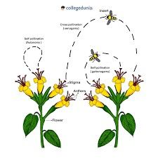 Cross Pollination, Corn Plant, All About Plants, Mammals, Planting Flowers, Plants, Flowers