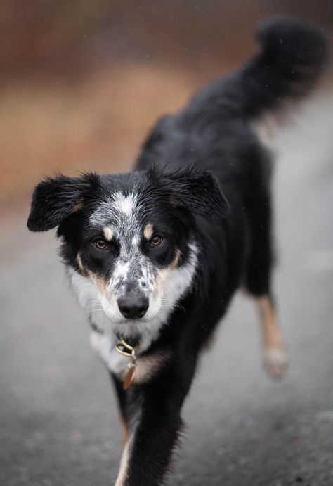 Mutt Dog, Heeler Dog, Dog Breeds List, Dog Poses, Real Dog, Cute Dog Pictures, Puppies And Kitties, Pretty Dogs