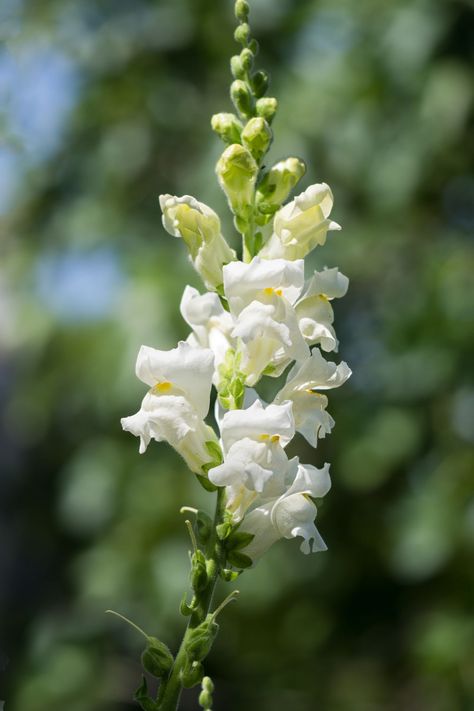 Snapdragon Flowers Tattoo, White Snapdragon, Heirloom Flowers, Graduation Flowers Bouquet, Snap Dragon, Dragon Flower, Heather Flower, Snapdragon Flowers, Viola Flower