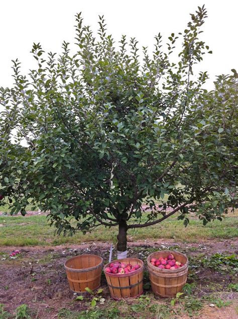 Fruit Tree Painting, Honeycrisp Apple Tree, Gardening Fruits, Fruit Trees In Containers, Shrubs For Landscaping, Fruit Picker, Growing Fruit Trees, Trees Painting, Honeycrisp Apples