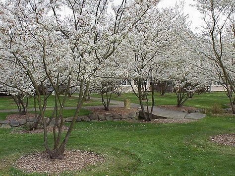 Serviceberry: Blooms white in the spring, great fall color, red berries in winter. AWESOME PLANT! Amelanchier Ballerina, Amelanchier Alnifolia, Garden Services, Winter Plants, Garden Shrubs, Hardy Plants, Fruit Plants, Plant Species, Garden Trees