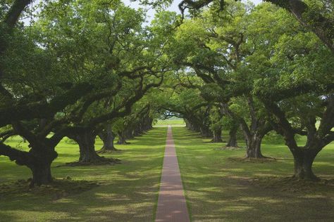 12 of the Best Places to Take Pictures in Louisiana Louisiana Plantations, Tree Tunnel, Bridge City, Oak Tree, Photo Location, Beautiful Tree, Most Beautiful Places, Beautiful Photography, Santa Monica