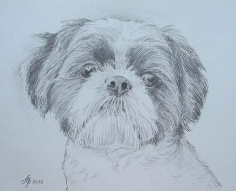 Dog Painting Ideas, Dog Paw Drawing, Family Drawings, Human Face Drawing, Perro Shih Tzu, Eyes Ideas, Pencil Drawings Of Animals, Pencil Drawing Tutorials, Puppy Drawing