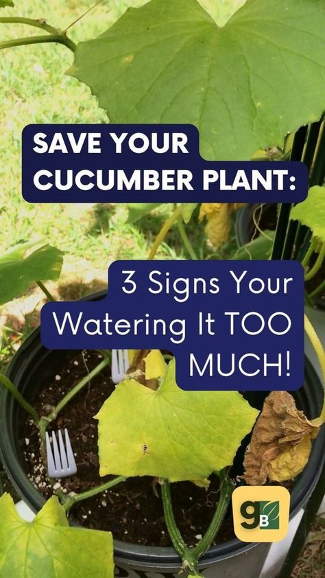 Are you watering cucumber plants too much? Learn 3 signs of overwatering and how to prevent this cucumber plant problem in the future. Discover the right balance to keep your cucumbers healthy and thriving. Check out our guide for solutions to overwatering woes. Your plant will be so glad you did! Cucumber Plants, Gardening Herbs, Frugal Gardening, Growing Organic Vegetables, Herbs Plants, Cucumber Plant, Growing Cucumbers, Plant Pests, Vegetable Garden Diy