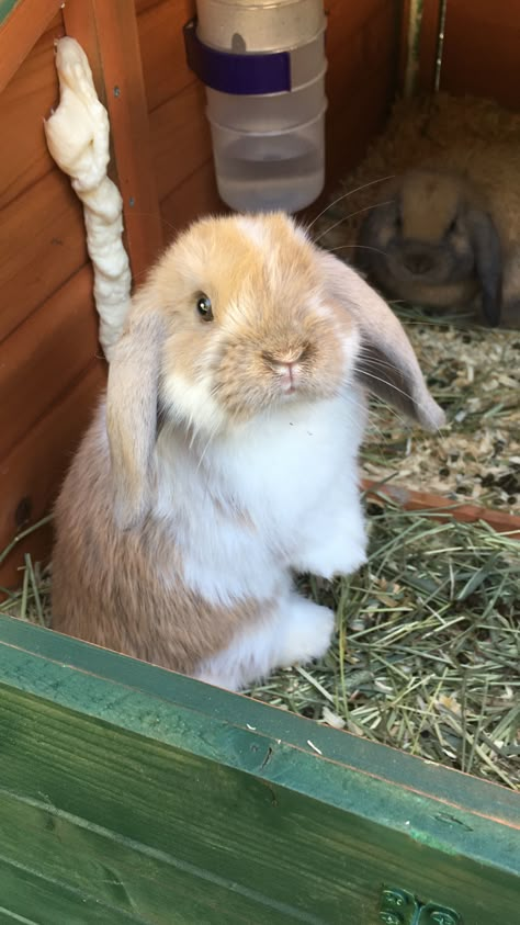 Rabbit Pen Outdoor, Rabbit Enclosure Outdoor, Large Rabbit Hutch Outdoor, Rabbit House Ideas, Double Rabbit Hutch, Outdoor Rabbit Run, Bunny Enclosure, Keeping Rabbits, Rabbit Hutch Outdoor