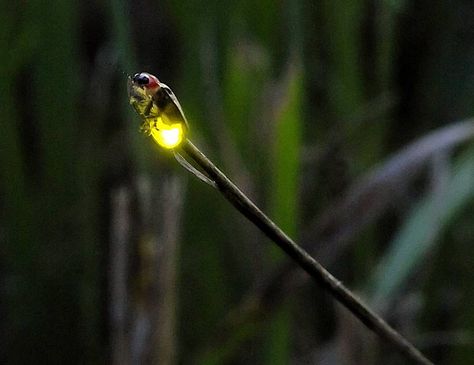 Why we don't see lightning bugs in the suburbs - DailyHerald.com Lightning Bugs, Lightning Bug, Conservation Biology, Small Insects, Food Web, Forms Of Communication, Light Pollution, The Suburbs, Before Sunset