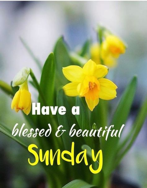 Sunday Morning Prayer, Peace And Positivity, Happy Sunday Images, Good Morning Sunday Images, Happy Sunday Morning, Sunday Morning Quotes, Good Morning Massage, Sunday Greetings, Sunday Wishes