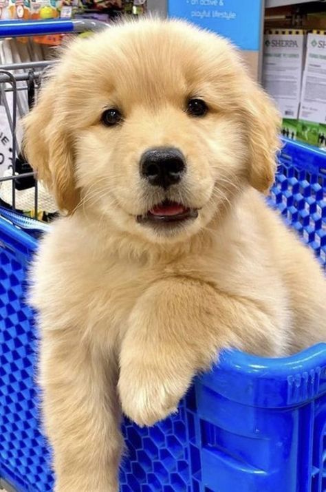 Mini Dogs Breeds, Chien Golden Retriever, Cutest Puppy Ever, Food Boards, Very Cute Puppies, Pound Puppies, Animal Images, Fun Pictures, Super Cute Puppies