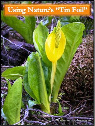 Using Nature’s Tin Foil Swamp Cabbage, Skunk Cabbage, Cabbage Flowers, Wild Foraging, Dried Corn, Pacific Nw, Survival Techniques, Tin Foil, Wild Edibles