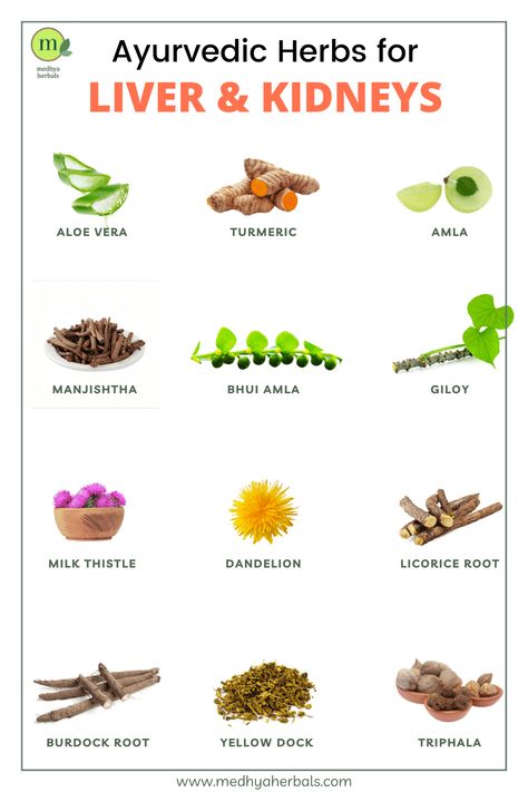 12 Best Ayurvedic Herbs for Kidneys and Liver Cleanse (Detoxification) Herbs For Liver, Liver Herbs, Whiten Teeth Naturally, Teeth Whiting At Home, Food For Kidney Health, Healthy Liver Diet, Kidney Detox, Ayurvedic Healing, Food Health Benefits