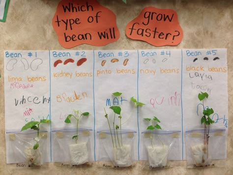 Which type of bean will grow faster? Pre-K children put 5 different beans soaked in a wet paper towel in a plastic bag. We predicted which would grow the fastest. Kids Learning Activities Preschool, Prek Science, Paper Activities, Growing Beans, Preschool Garden, Pinto Bean, Planting For Kids, Plants Unit, Plant Activities