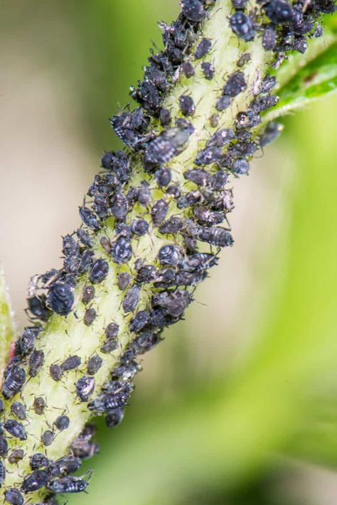 Plant Lice, Black Insects, Garden Preparation, Bug Infestation, Zucchini Plants, Cucumber Plant, Garden Insects, Small Insects, Plant Problems