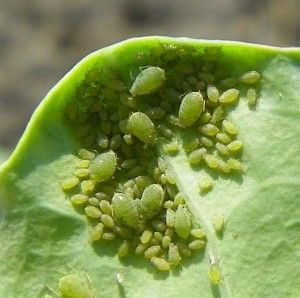 Tiny critters on your fresh garden kale & veggies? Aphid Spray, Aphid Control, Ant Control, Organic Pest Control, Garden Bugs, Japanese Beetles, What Questions, Garden Insects, Garden Pest Control