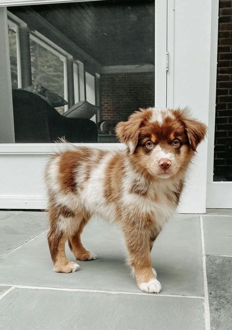 Toy Australian Shepherd Full Grown Aussie Shepherd Puppy, Dog Photoshoot Pet Photography, Miniature Australian Shepherd Puppies, Toy Australian Shepherd, Smartest Dog Breeds, Cute Dogs Images, Aussie Puppies, Mini Aussie, Australian Shepherd Puppies