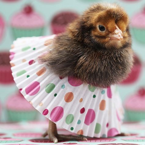 Little Chicks Wearing Tutus Made From Cupcake Liners Are The Sweetest Thing Chickens Breeds, Pet Chickens Breeds, Aesthetic Chicken, Chicken Aesthetic, Animal Cupcakes, Chicken Garden, The Sweetest Thing, Baby Chickens, Animal Icon