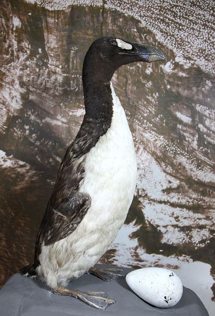 Pleistocene Animals, Surreal Creatures, Great Auk, Passenger Pigeon, Extinct Birds, Extinct Species, Keystone Species, Common Birds, Extinct Animals