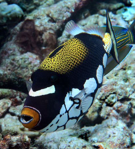 Clown Triggerfish, Trigger Fish, Fish Photos, Salt Water Fish, Marine Fish, Wild Animal, Salt And Water, Tropical Fish, Aquarium Fish