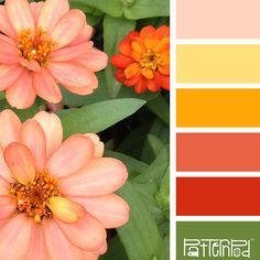 Buttered corn, Green color palettes and Color palettes on Pinterest Coral Yellow Green Color Palette, Yellow Coral Color Scheme, Coral And Green Color Palette, Citrus Color Palette, Citrus Palette, Palette Green, Beach Location, Seeds Color, Warm Springs