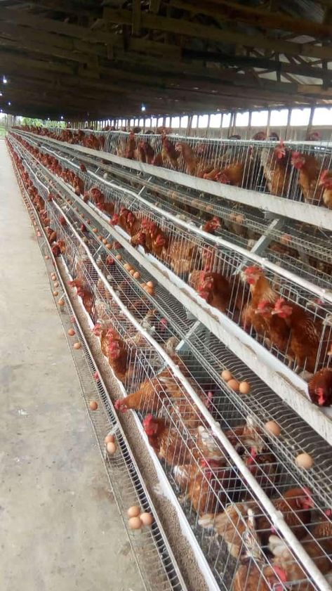 Imported battery cage readily available for pickup Poultry Farm Buildings, Chicken Rearing, Poultry Farm Design, Alfresco Designs, Cages For Sale, Backyard Chicken Coop Plans, Livestock Farming, Chicken Cages, Egg Production