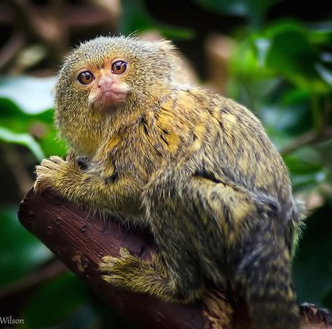 Wild Diet, Pygmy Marmoset, Marmoset Monkey, Small Monkey, Ape Monkey, Rare Animals, Primates, Creature Design, Wildlife Photography