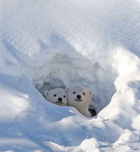 Polar Bear Images, Baby Polar Bears, Cute Polar Bear, Bear Photos, Winter Animals, Bear Cubs, Polar Bears, Cute Animal Pictures, Animal Planet