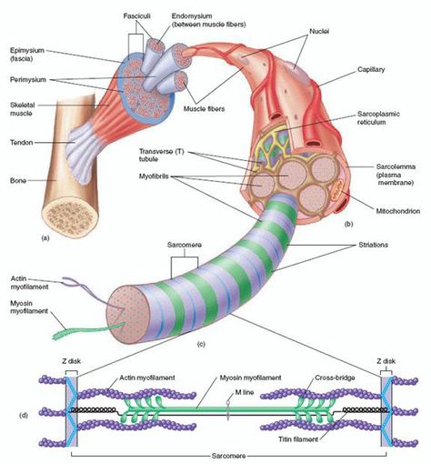 The structure of skeletal muscle tissue! Skeletal Muscle Anatomy, Muscle Diagram, Muscle Structure, Gross Anatomy, Exercise Physiology, Musculoskeletal System, Human Body Anatomy, Muscular System, Muscle Anatomy