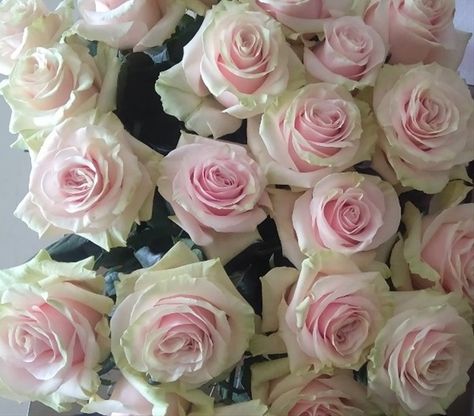 Rose Varieties, Flower Names, Rosa Pink, Antique Roses, Wedding Deco, Lovely Things, Rose Pink, Pink Roses, 1st Birthday