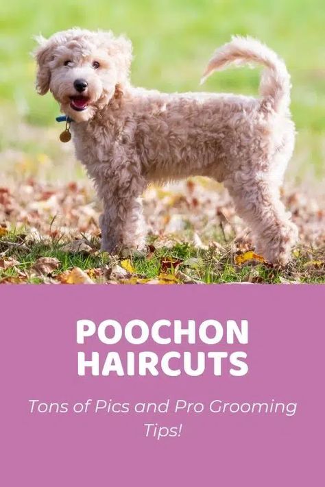 Poochon Dog, Bichon Poodle Mix, Poochon Puppies, Poodle Haircut Styles, Bichon Poodle, Mixed Hair Care, Puppy Haircut, Small Poodle, Poodle Haircut