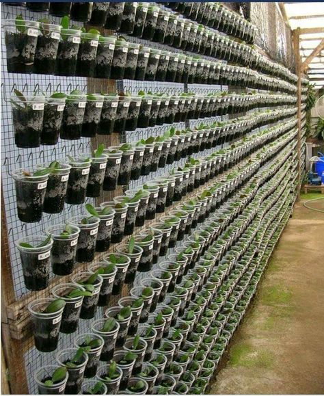 Vertical Vegetable Gardens, Vertical Garden Design, Vertical Vegetable Garden, نباتات منزلية, Vegetable Garden Diy, Vertical Garden Diy, Recycled Garden, Orchids Garden, Bottle Garden