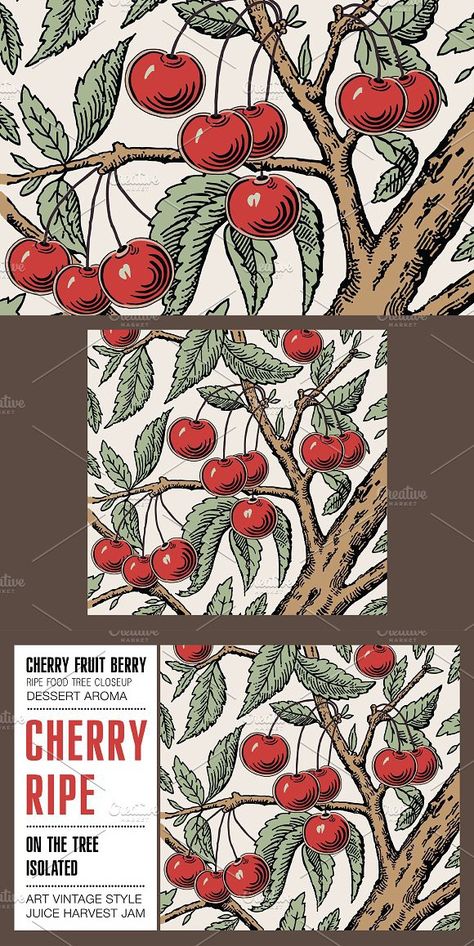 Cherry Fruit Tree Drawing, Fruit Trees Drawing, Orchard Drawing, Cherry Tree Drawing, Cherry Tree Illustration, Cherry Fruit Tree, Food Tree, Cherry Illustration, Cherry Orchard