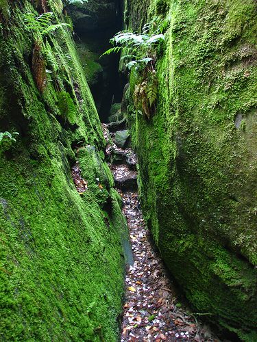 Spirit of Survival: Aaron Burr hid out in this portion of Dismal's Canyon, Alabama after he killed Alexander Hamilton in a duel. Jessie James is also known to have used this area to hide out. Alabama Hikes, Dismals Canyon, Alabama Hiking, Albertville Alabama, Alabama Vacation, Arkansas Travel, North Alabama, Alabama Travel, Aaron Burr