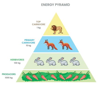 Energy pyramid or Food pyramid Shows energy flow through trophic levels, diminishing with each transfer Best Chocolate Bundt Cake Recipe, Best Chocolate Bundt Cake, Chocolate Bundt Cake Recipe, Pasta Food Recipes, Trophic Level, Easy Custard, Cake Pizza, Energy Pyramid, Chocolate Bundt