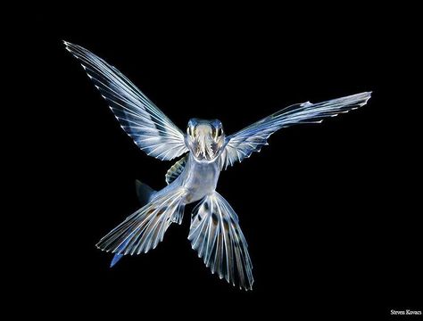 A large adult Flying Fish off Palm Beach, Florida during a black water dive. #uwpics #uwmacro #uwphotos #uwphotography #marineworld… Black And Blue Wallpaper, Marine Organism, Deep Sea Creatures, Flying Fish, Incredible Creatures, Aquatic Animals, Palm Beach Florida, Dragon Wings, Black Wings