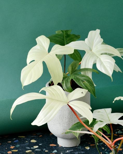 🌿✨ The stunning Philodendron Florida Ghost is getting a double-feature this week! 🌟 This unique plant is known for its striking white leaves that gradually transform into a vibrant green. Perfect for adding a touch of tropical elegance to your space. 🏡🌱 Whether you’re a seasoned plant parent or just starting your collection, the Florida Ghost is a must-have! 🌿❤️ Remember, you can use code GHOST at checkout until this Sunday (21.07) to get a FREE Florida Ghost with the purchase of four baby p... Philodendron Varieties, Philodendron Florida Ghost, Florida Ghost, Organic Plant Food, Philodendron Florida, Plant Parent, White Leaves, Planter Design, Peat Moss