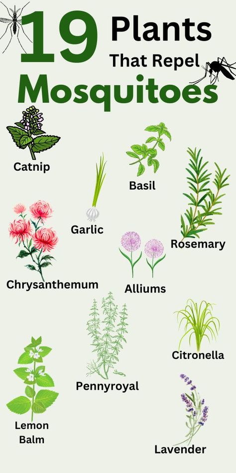 My porch has no screens so I use mosquito repellent plants to keep pesky and irritating insects away. Here is the list of 19 plants that repel mosquitoes! Mosquito Repellent Plants, Plants That Repel Mosquitoes, Insect Repellent Plants, Plants That Repel Bugs, Bug Spray Recipe, Mosquito Plants, Repellent Plants, Natural Mosquito Repellant, Mosquito Repelling Plants