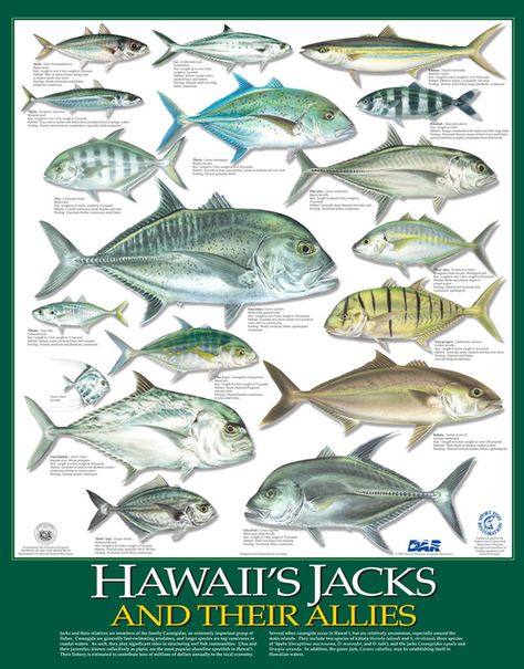 Division of Aquatic Resources | Education Hawaiian Activities, Fishing Poster, Hawaii Snorkeling, Fish Chart, Pet Shark, Fish Types, Fishing Logo, Aqua Culture, Reef Fish