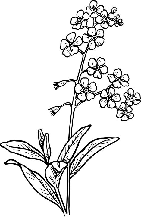 White Flower Tattoos, Forget Me Nots Flowers, Forget Me Not Tattoo, 타이포그래피 포스터 디자인, Drawing Clipart, Flower Sketches, Trendy Flowers, White Tattoo, Free Printable Coloring