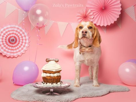 Pink and purple birthday dog photoshoot in studio. Photoshoot With Balloons, Dog Birthday Photoshoot, Pink And Purple Birthday, Photoshoot Decor, Dog Boutique Ideas, Pet Birthday, Contemporary Studio, Birthday Dog, Dog Photoshoot