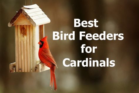 Cardinal Bird Feeder, Backyard Birds Feeders, Best Bird Feeders, High Energy Foods, Birdhouses Bird Feeders, Wooden Bird Feeders, Black Oil Sunflower Seeds, What Is A Bird, Cardinal Bird