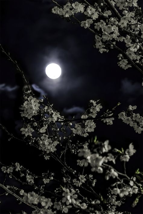 Moon Between Trees, Cherry Blossom Night, Night Cherry Blossom, Look Up In The Sky, Home Screen Wallpaper Hd, Garden Night, Garden At Night, Moonlight Garden, Moonlight Photography