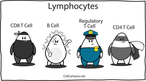 cartoon of lymphocytes T cells CD4, CD8, Treg and B cells T Cells, Biology Humor, B Cell, T Cell, Animal Cell, Medical Laboratory Science, Ap Biology, Medical Laboratory, Laboratory Science