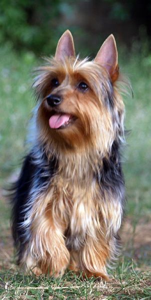 Australian Silky Terrier                                                                                                                                                                                 More Australian Dog Breeds, Australian Silky Terrier, Australian Terrier, Yorkie Terrier, Silky Terrier, Boston Terrier Puppy, Cheap Dogs, Yorkshire Terrier Puppies, Terrier Puppies